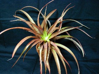 開花 Blooming Tillandsia'